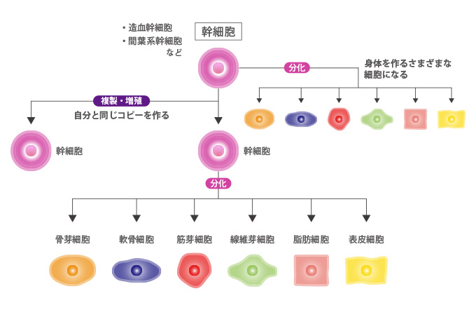 幹細胞培養液（サイトカイン）の仕組み
