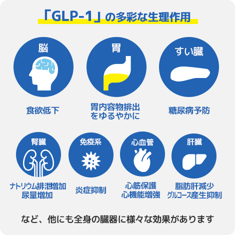 GLP-1の多彩な生理作用