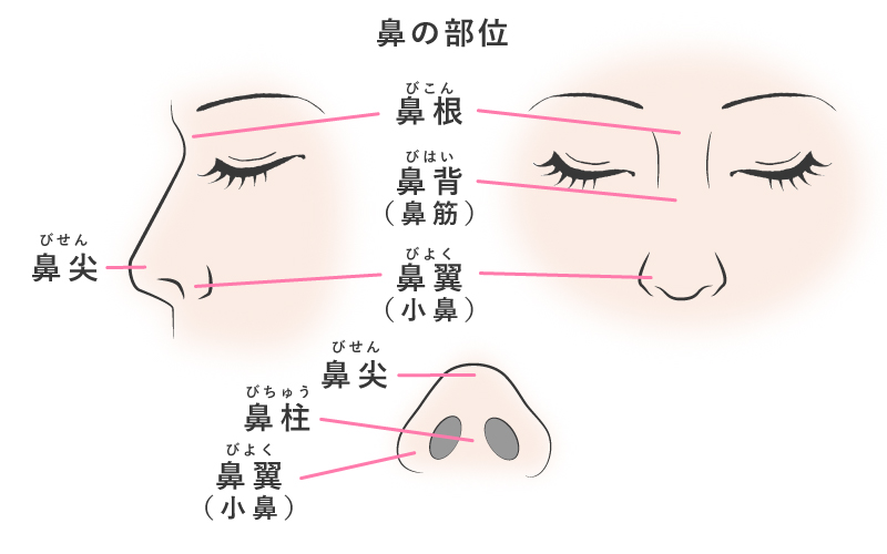 鼻の部位の名称