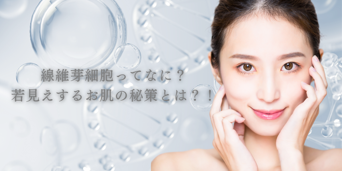 線維芽細胞とは?若見えするお肌の秘策とは?!