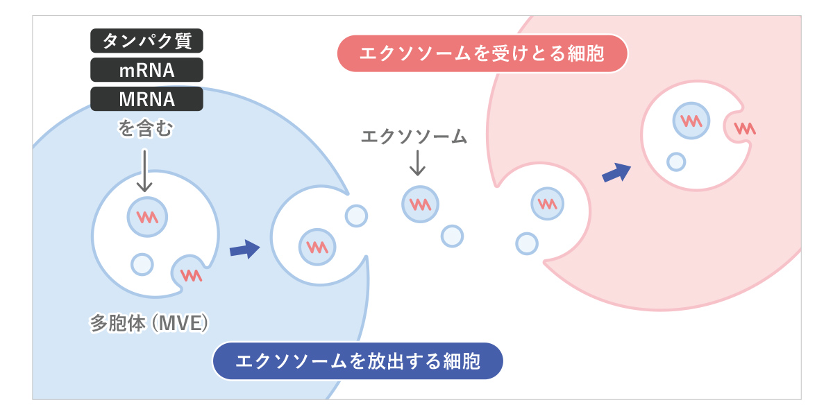 エクソソームのイメージ画像