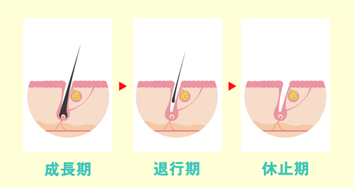 医療脱毛　大阪ならPSC　毛周期について