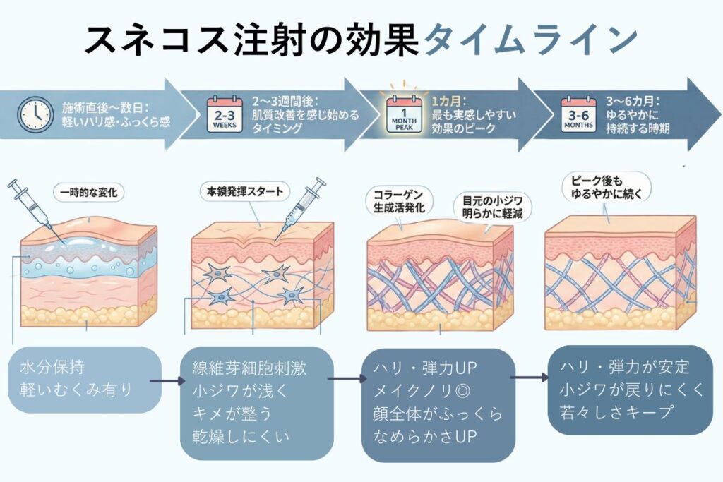 スネコス注射の効果が出るまでのタイムライン図解。施術直後の一時的なハリ感から始まり、2〜3週間後からコラーゲン生成による肌質改善がスタート、1カ月後に効果のピークを迎え、3〜6カ月間ゆるやかに持続するまでの4段階の経過と、各時期の肌内部のイラスト。