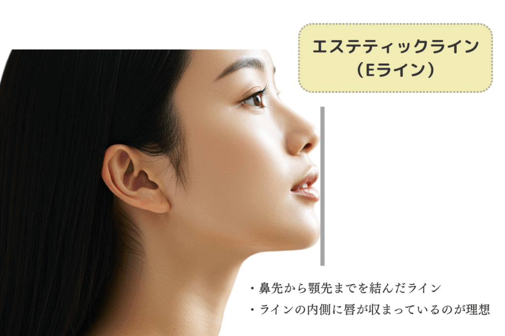 エステティックライン（Eライン）