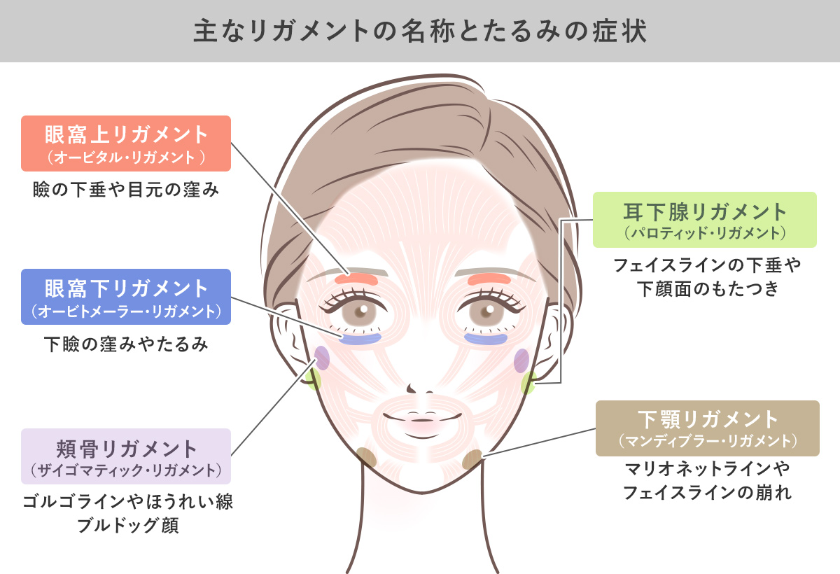 主なリガメントの名称とたるみの症状