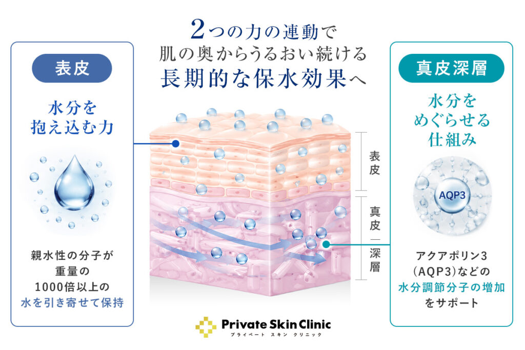 表皮での「水分を抱え込む力」と、真皮深層での「水分をめぐらせる仕組み」の両方が連動することで、長期的な保水効果につながっている