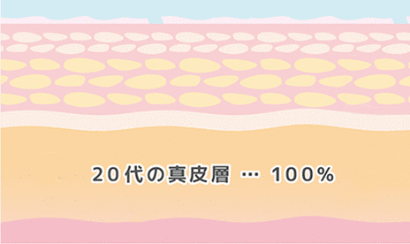 しわ・たるみの原因　20代の真皮層