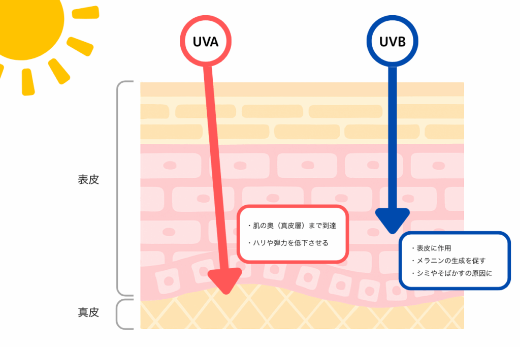 UVAとUVP